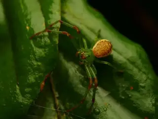 Green crab spider (Diaea dorsata), green and brown and yellow spider