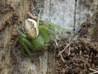 Green crab spider (Diaea dorsata), photo 3