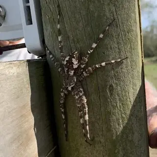 White-banded fishing spider (Dolomedes albineus), brown and gray and white spider
