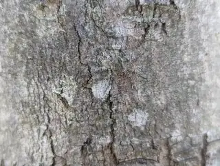 White-banded fishing spider (Dolomedes albineus), photo 3
