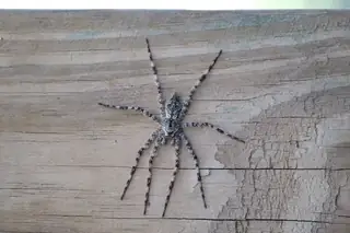 White-banded fishing spider (Dolomedes albineus), photo 2