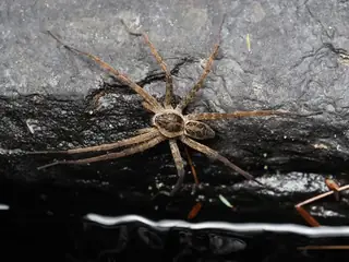 Striped fishing spider (Dolomedes scriptus), brown and gray and striped spider
