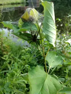Striped fishing spider (Dolomedes scriptus), photo 3