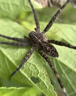 Striped fishing spider (Dolomedes scriptus), photo 2