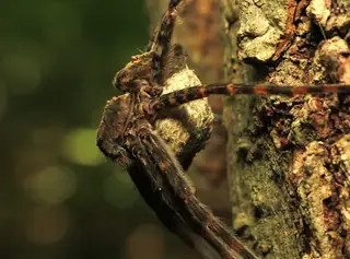 Dark fishing spider (Dolomedes tenebrosus), photo 3