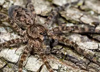 Dark fishing spider (Dolomedes tenebrosus)