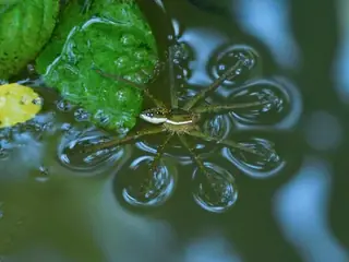 Six-spotted fishing spider (Dolomedes triton), brown and gray and white spider