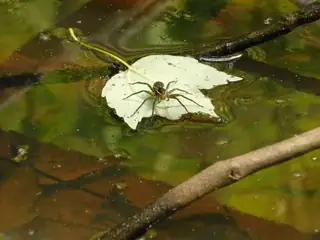Six-spotted fishing spider (Dolomedes triton), photo 3