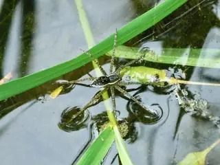 Six-spotted fishing spider (Dolomedes triton), photo 2