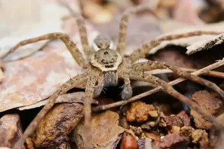 Banded fishing spider (Dolomedes vittatus), photo 2