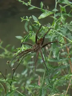 Banded fishing spider (Dolomedes vittatus), photo 3