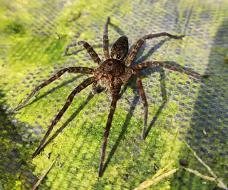Banded fishing spider (Dolomedes vittatus), brown and tan and striped spider