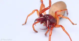 Woodlouse spider (Dysdera crocata), red and tan and gray spider