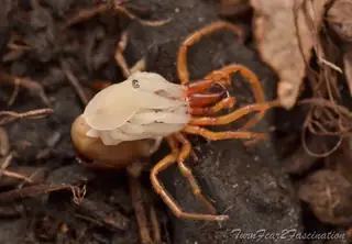 Woodlouse spider (Dysdera crocata), photo 2