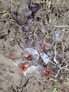 Woodlouse spider (Dysdera crocata), photo 3