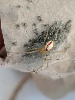 Candy-striped spider (Enoplognatha ovata), white and yellow and red spider