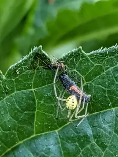 Candy-striped spider (Enoplognatha ovata), photo 3
