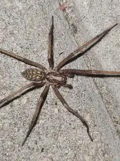 Giant house spider (Eratigena atrica), brown and tan and hairy spider