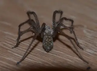 Giant house spider (Eratigena atrica), photo 3