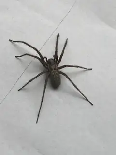 Giant house spider (Eratigena atrica), photo 2