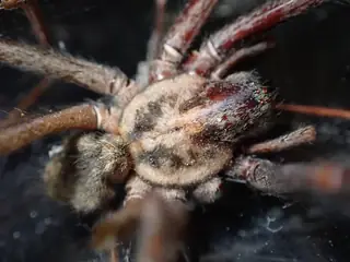 Giant house spider (Eratigena duellica), photo 3