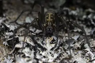 Giant house spider (Eratigena duellica), brown and tan and hairy spider