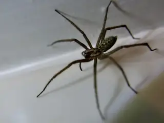 Giant house spider (Eratigena duellica), photo 2