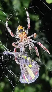 Tropical orbweaver (Eriophora ravilla), brown and gray and tan spider