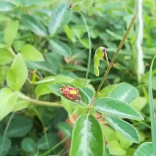 Tropical orbweaver (Eriophora ravilla), photo 3