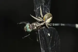 Tropical orbweaver (Eriophora ravilla), photo 2