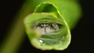 Bronze jumping spider (Eris militaris), photo 3
