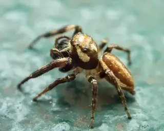 Bronze jumping spider (Eris militaris), black and brown and white spider