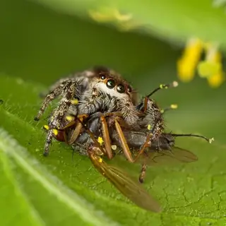 Bronze jumping spider (Eris militaris), photo 2