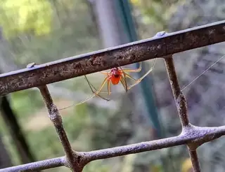 Black-tailed red sheetweaver (Florinda coccinea), photo 3