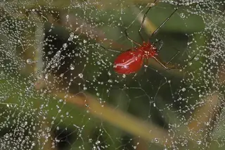 Black-tailed red sheetweaver (Florinda coccinea), red and black spider