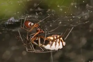 Bowl-and-doily spider (Frontinella pyramitela), photo 3