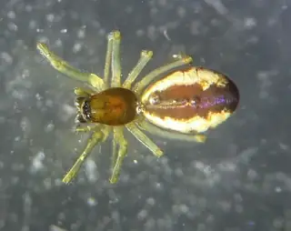 Bowl-and-doily spider (Frontinella pyramitela), black and brown and white spider