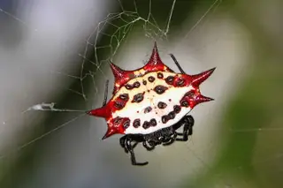 Spinybacked orbweaver (Gasteracantha cancriformis), white and yellow and red spider