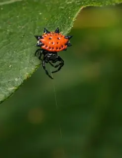 Spinybacked orbweaver (Gasteracantha cancriformis), photo 3
