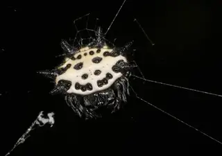 Spinybacked orbweaver (Gasteracantha cancriformis), photo 2