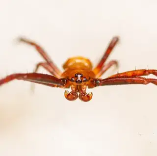 Heptagonal orbweaver (Gea heptagon), photo 3