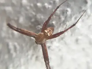 Heptagonal orbweaver (Gea heptagon), brown and tan and white spider