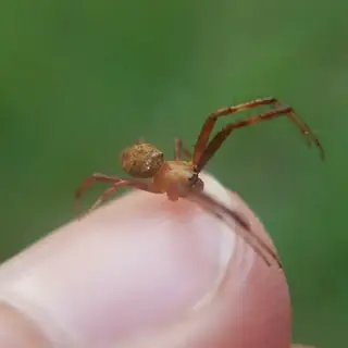 Heptagonal orbweaver (Gea heptagon), photo 2