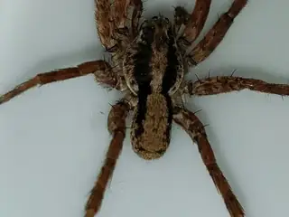 Drumming sword wolf spider (Gladicosa gulosa), brown and tan and striped spider