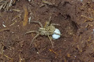Drumming sword wolf spider (Gladicosa gulosa), photo 3
