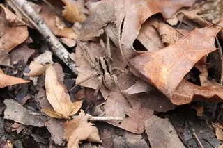Drumming sword wolf spider (Gladicosa gulosa), photo 2