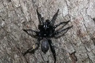 Funnel-web spider (Hadronyche), photo 2