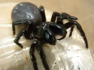 Funnel-web spider (Hadronyche), photo 3
