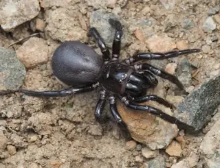 Funnel-web spider (Hadronyche), black and brown and hairy spider