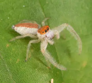 White-jawed jumping spider (Hentzia mitrata), gray and white and brown spider